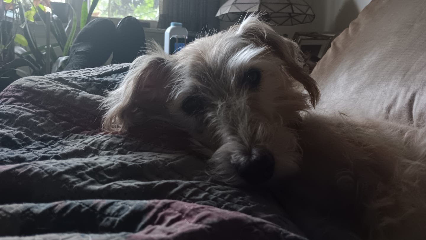 Customer photo review of Adopt the Ones Nobody Wants Shirt