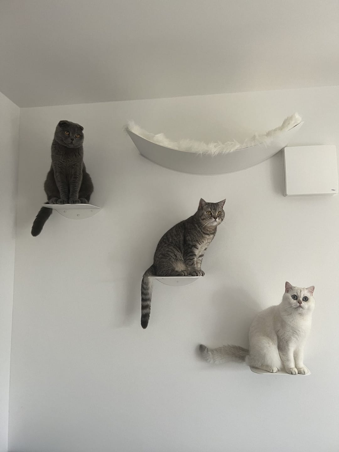 Customer photo review of STYA Katzen Kletterwand | XXL Hängematte WL170