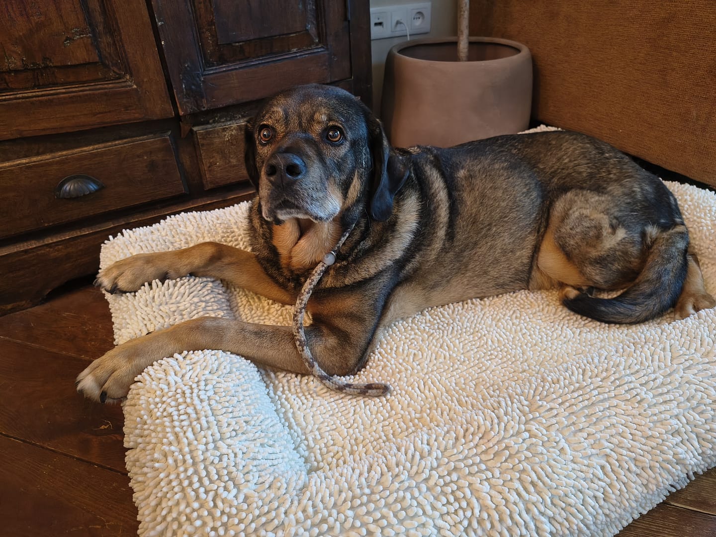 Customer photo review of Pet Perfect Orthopedische Hondenmand - Model 2 - Rainy Cover