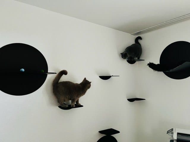 Customer photo review of STYA Katzen Kletterwand | Katzen Treppe WL140 | Mit 3 Stufen