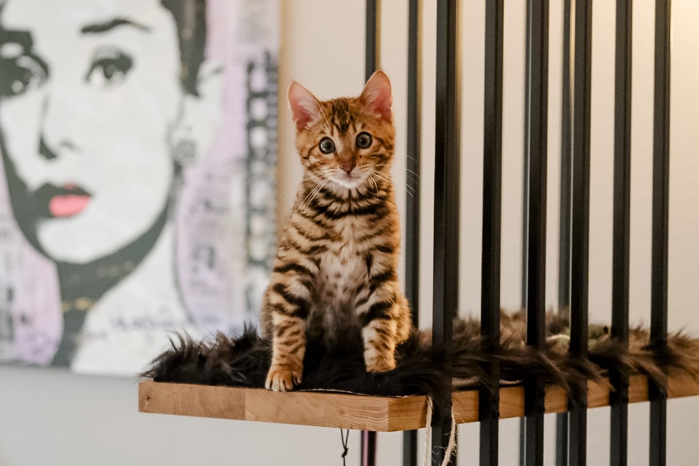 Customer photo review of STYA Katzen Kratzbaum MS210