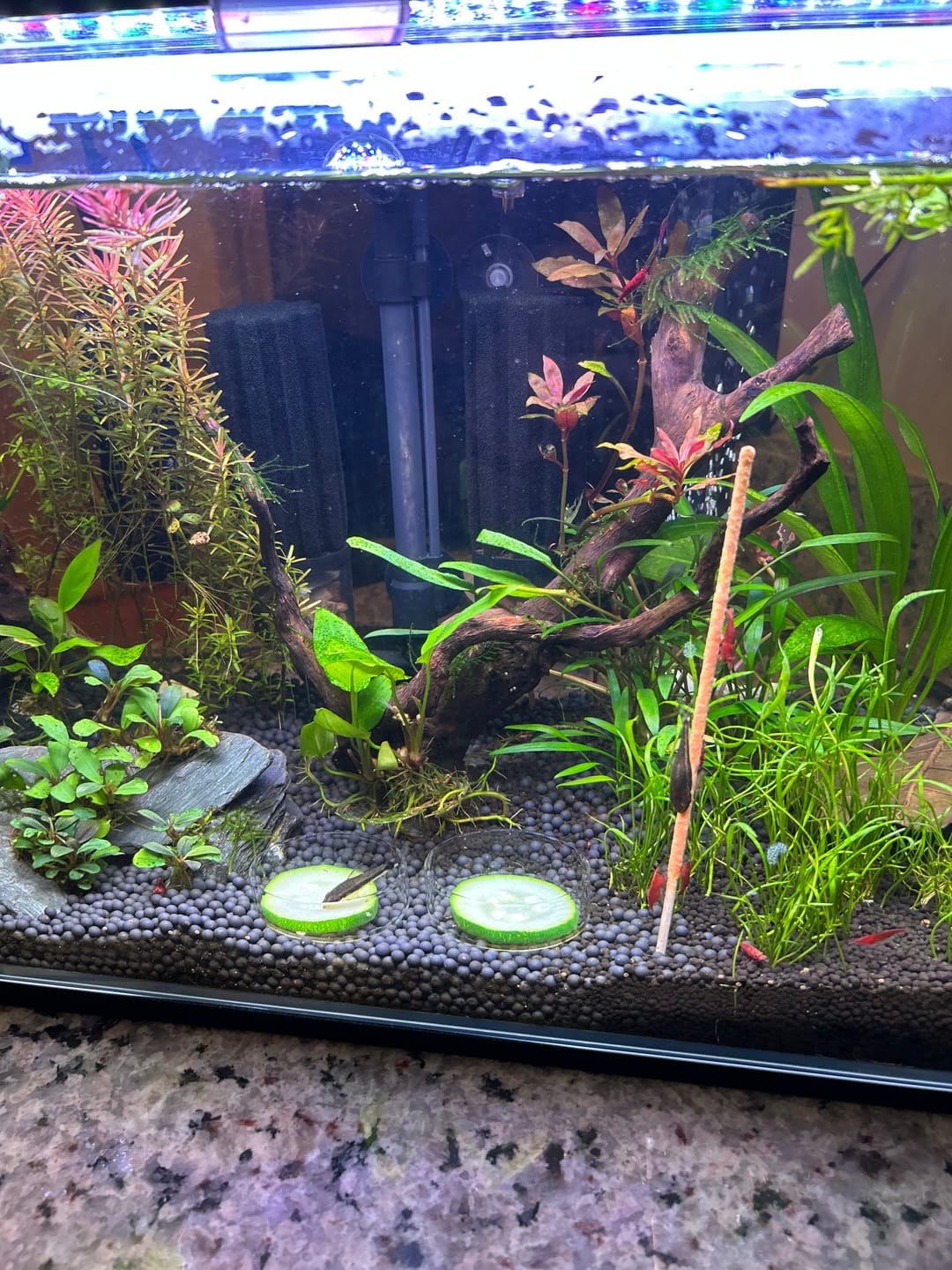 Customer photo review of Fire Red Cherry Shrimp (Bright Red Neocaridina)