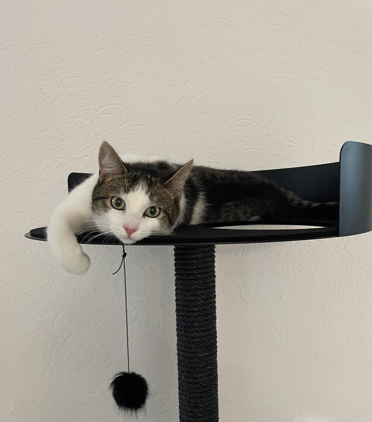 Customer photo review of STYA Katzen Kratzbaum MS510