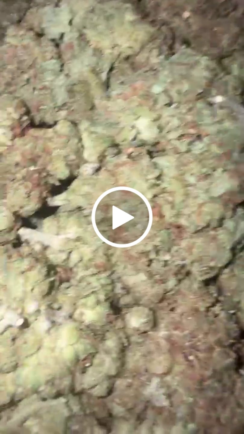 Customer video review of OG Kush - Bulk - Indica