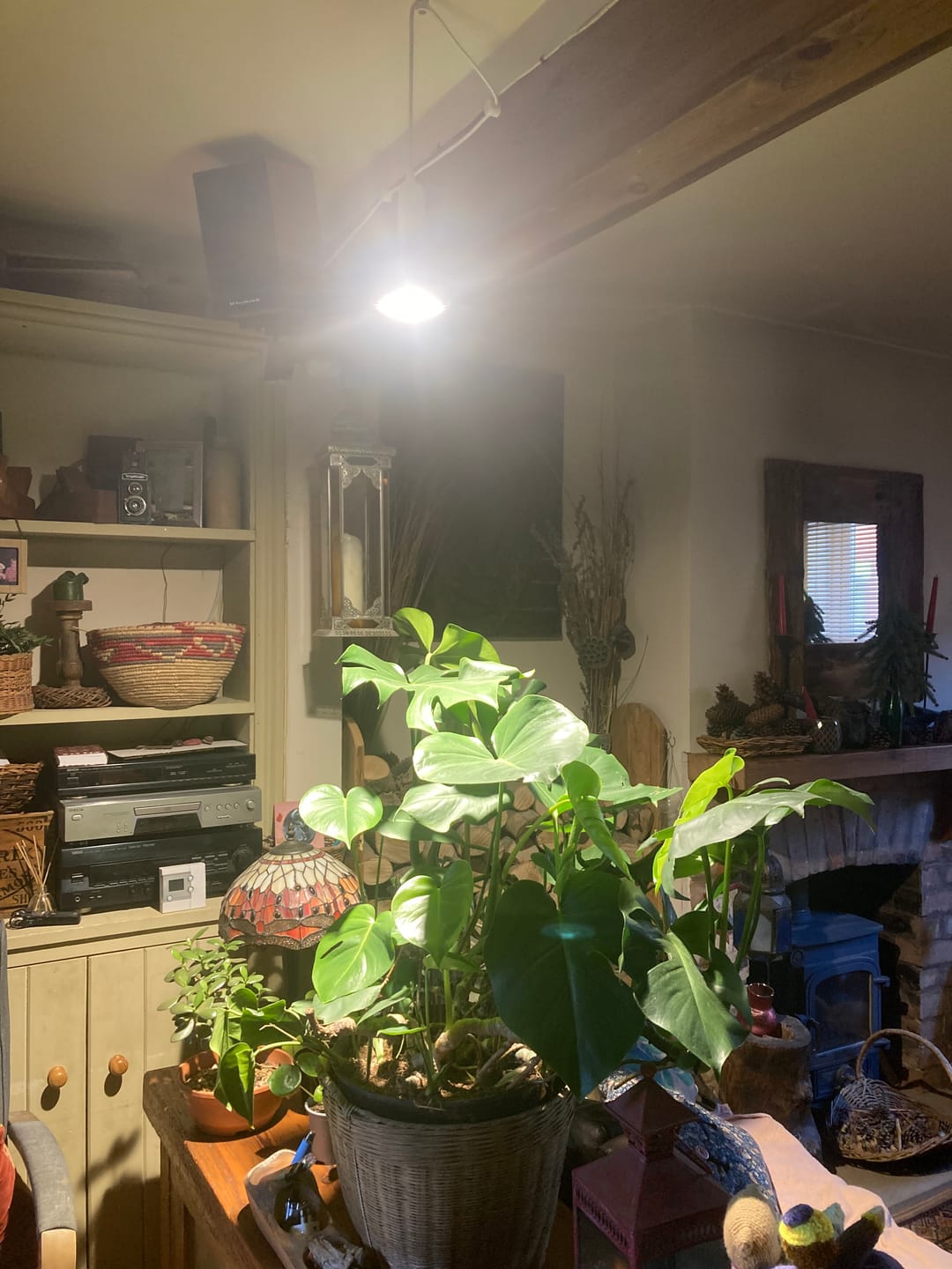 Customer photo review of Pianta 30 Grow Light and Enna Ceiling Pendant Bundle