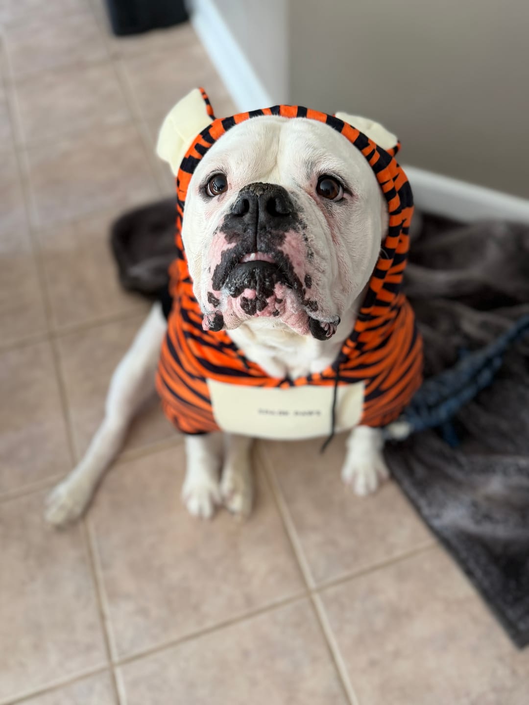 Customer photo review of Halloween Dog Hoodie - Tiger
