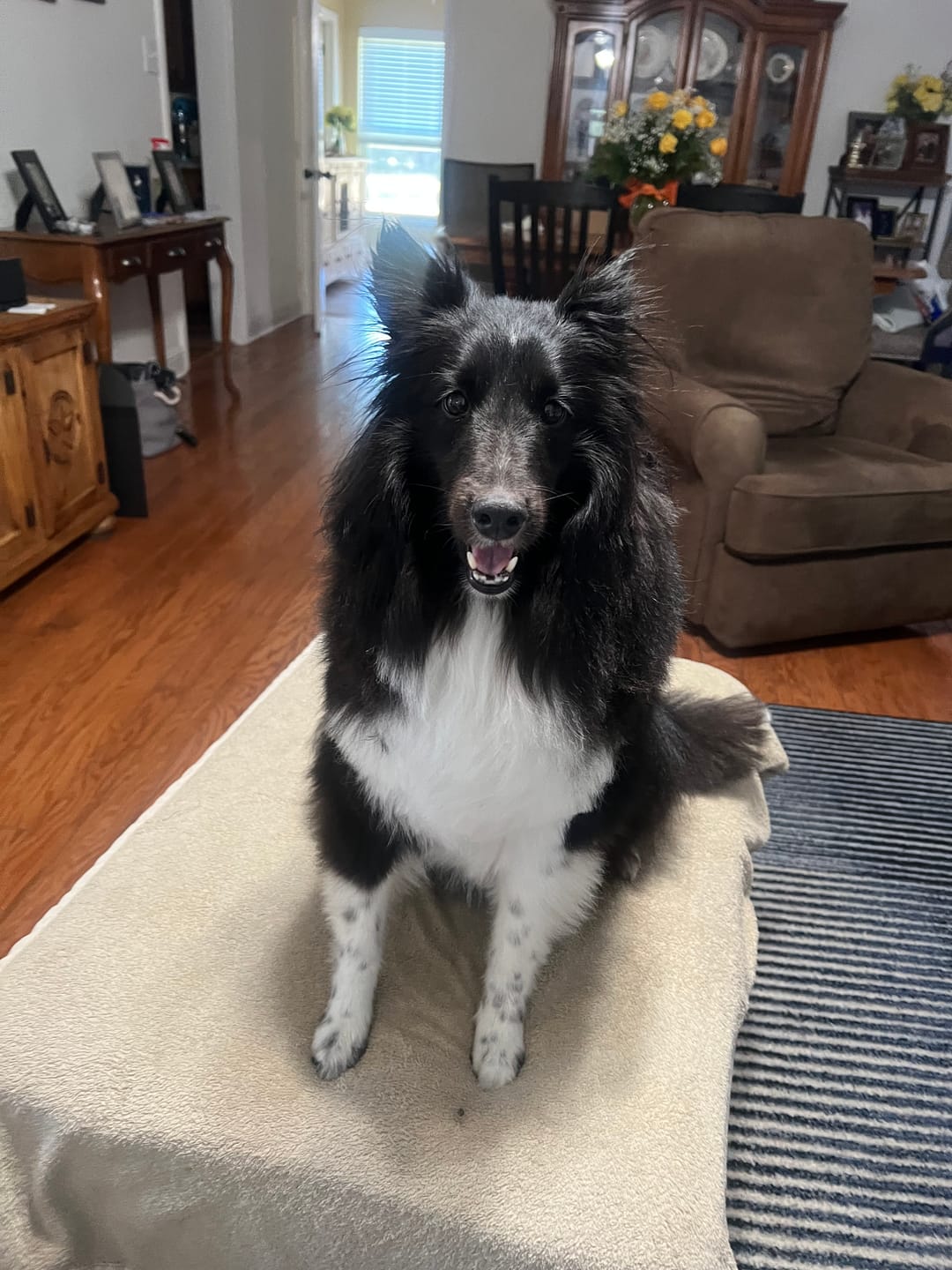 Customer photo review of ProDenta by PupLabs™ - Advanced Dental Health for Dogs