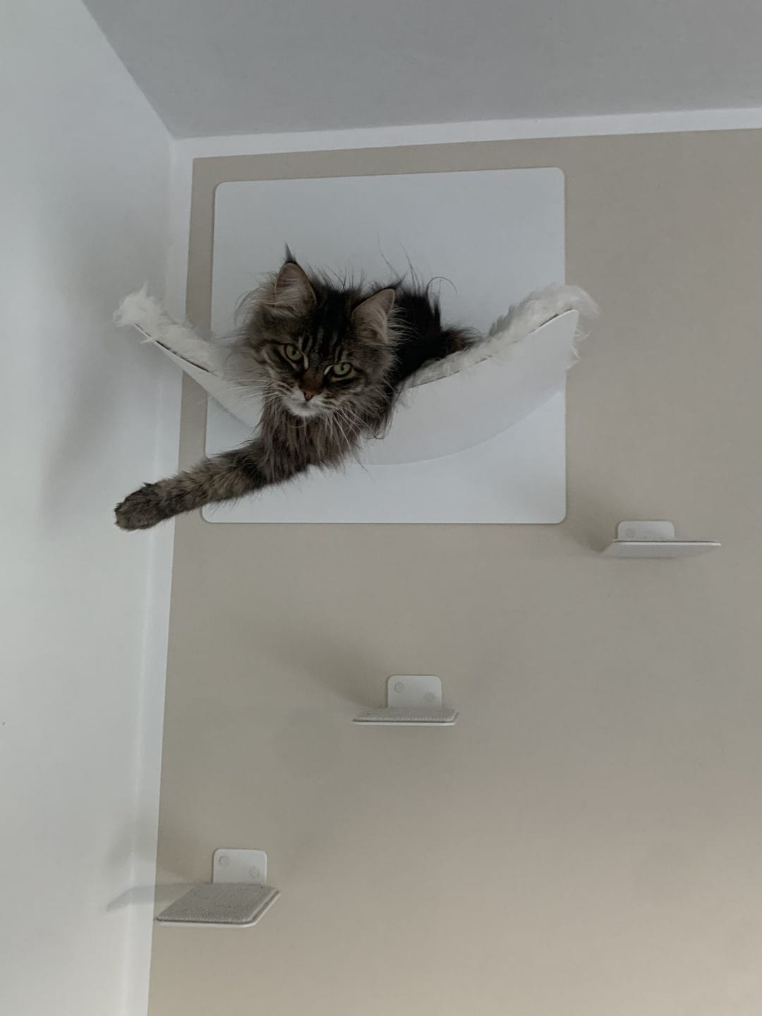 Customer photo review of STYA Katzen Kletterwand | Hängematte WL310