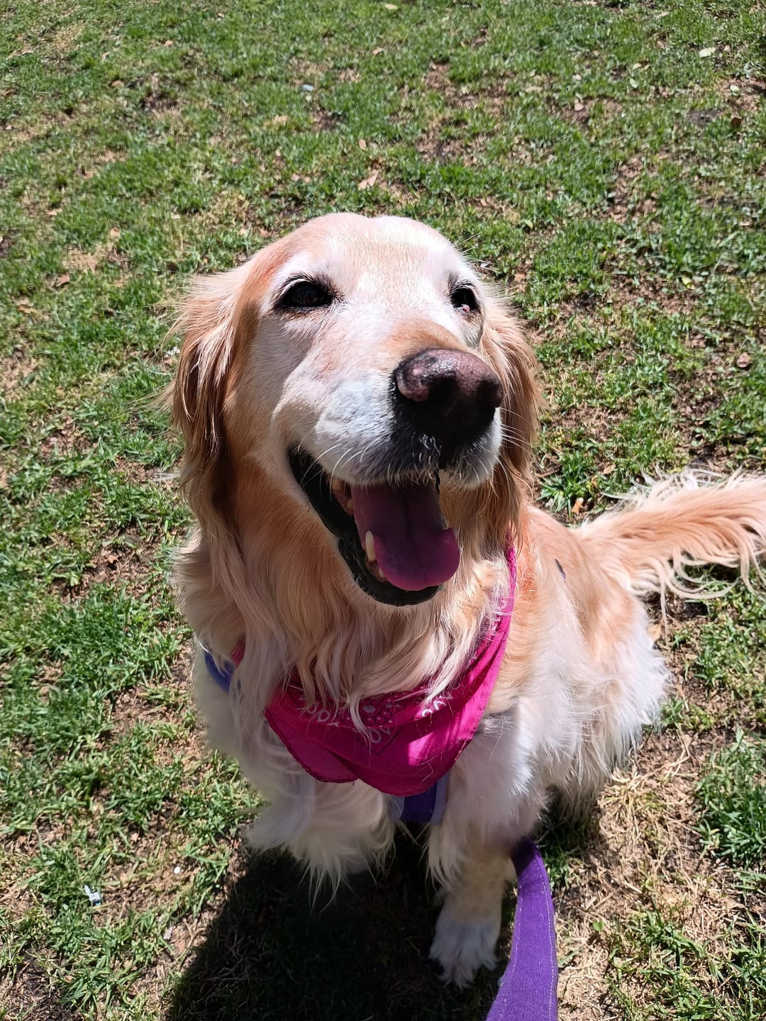 Customer photo review of Probioticos para perros