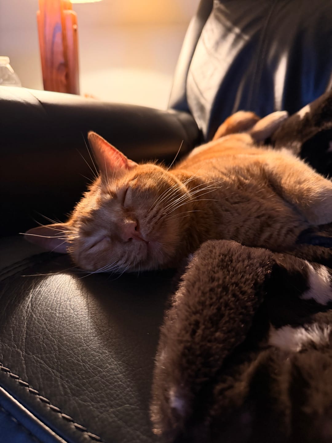 Customer photo review of Lush Halloween Stars Blanket
