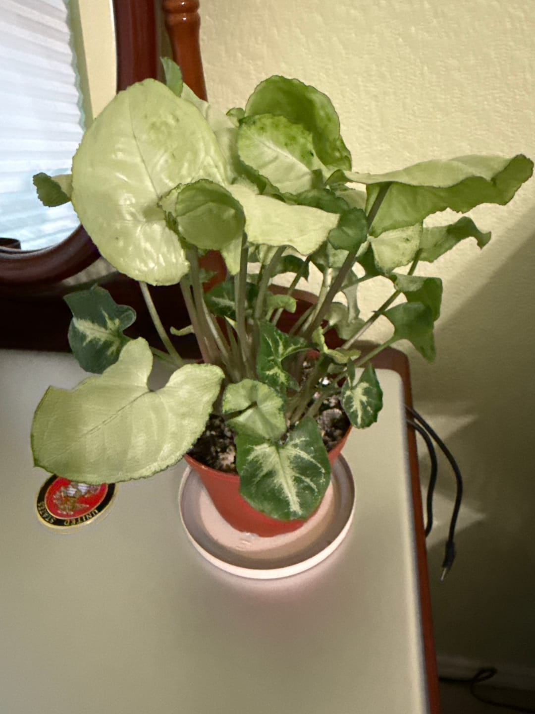 Customer photo review of Syngonium podophyllum 'Pixie'