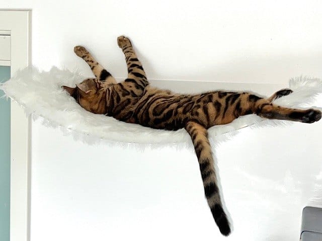 Customer photo review of STYA Katzen Kletterwand | Set Minimalist Hängematte XXL | Linie WL100