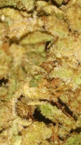 Customer photo review of Bulk THCA Flower Pounds