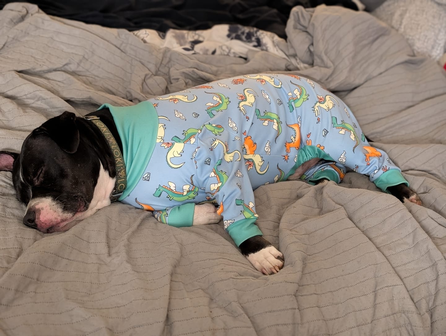 Customer photo review of Dog Pajama - Dragons