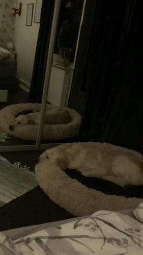 Customer photo review of CalmBed: En skön hundbädd där hunden sover djupare