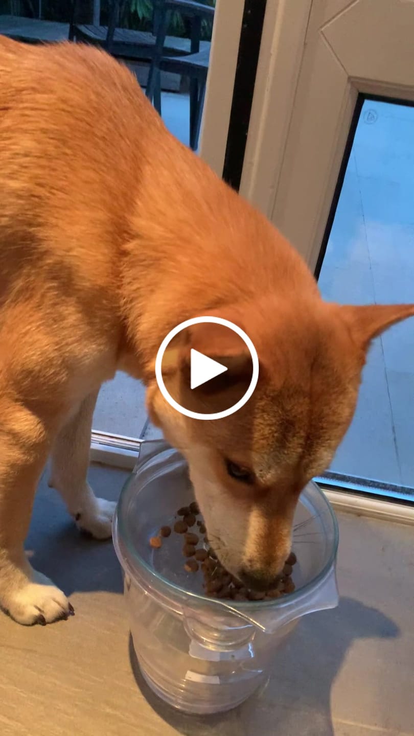 Customer video review of Welsh Lamb Dry Food