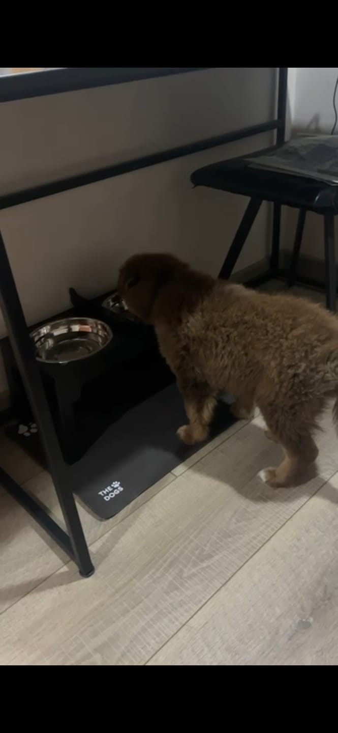 Customer photo review of Mat Absorbente para Alimentación — Absorbe derrames al instante