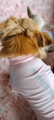 Close-up of a customer's long-haired dog wearing a pink Sunblock T-Shirt with the 'SPF 30 PROTECTION' logo visible.