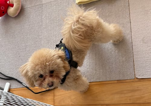 Customer photo review of FunFunPet 高機能ハーネス（お名前タグ作成サービス付き）