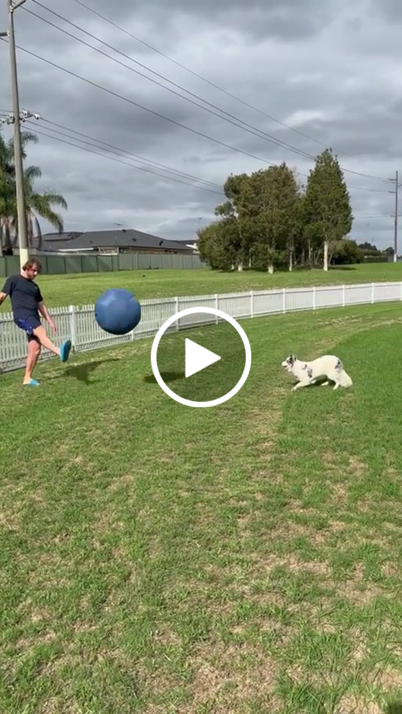 Customer video review of Herding Ball