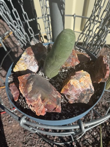 Customer photo review of Trichocereus Bridgesii Monstrose | Long Form | Type A | Penis Cactus