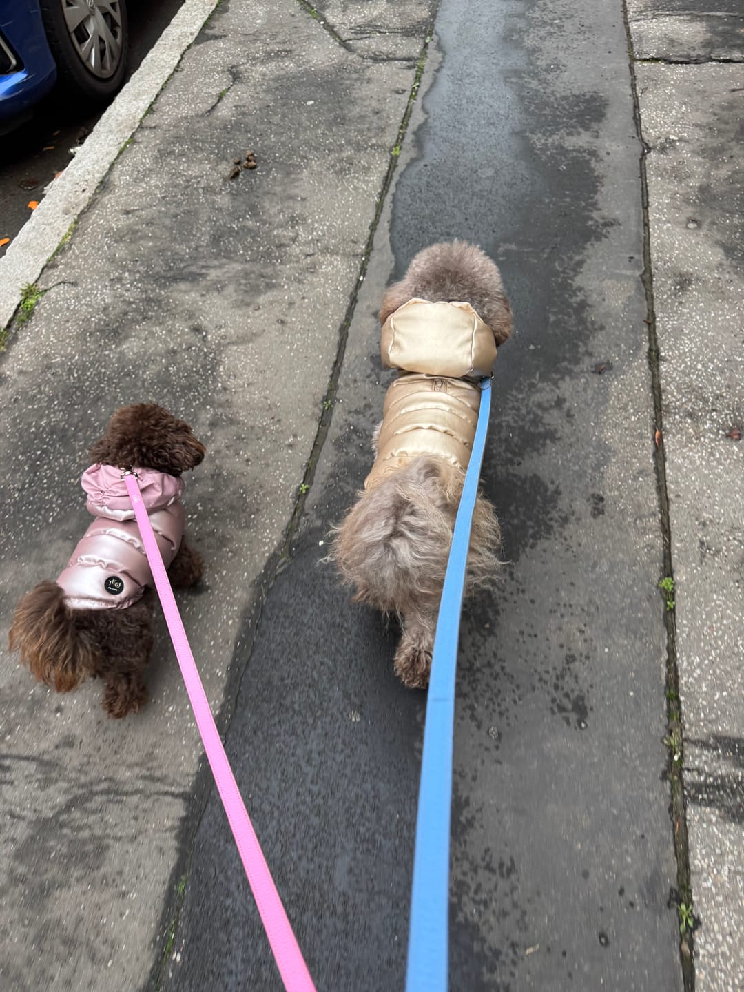 Customer photo review of Collare in pelle Sky Blue
