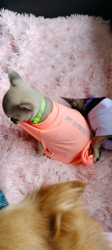 Customer's puppy standing on a pink blanket wearing a loose orange Sunblock T-Shirt with the SPF logo visible.