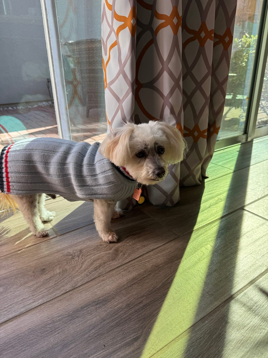 Customer photo review of Pet Protection Tag