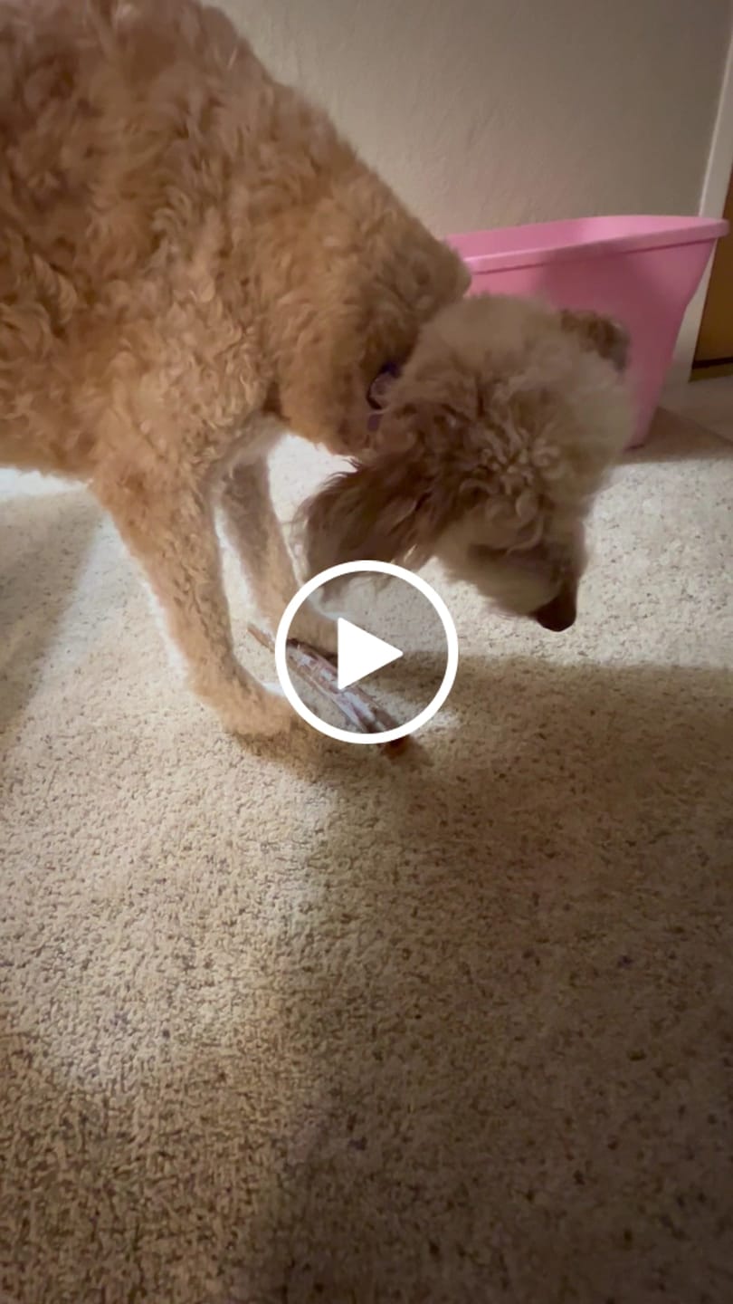 Customer video review of Ostrich Shaft Bones (11" x 2"): The Long-Lasting, Flavorful Chew for Medium to Large Dogs