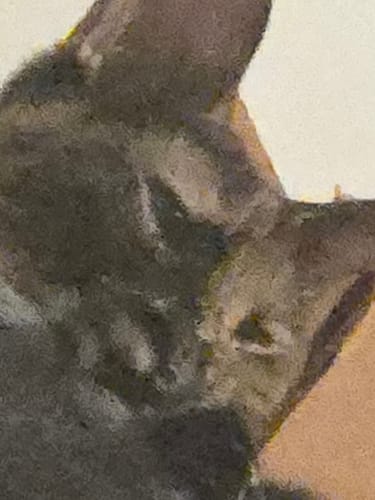 Close-up: A reviewer's blurry photo of a cat's head, from a review of the EVE'S PENDANT.