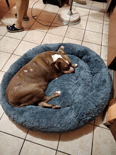 El perro de un cliente duerme en la suave Cama Antiestrés azul sobre un piso de baldosas.
