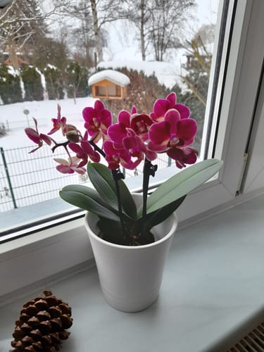 Rezensent zeigt die Table Dance Chamonix Orchidee mit leuchtenden, weinroten Blüten in einem weißen Topf auf einer Fensterbank.