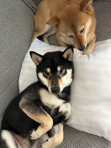 Customer photo review of Grain Free Adult Chicken & Turkey