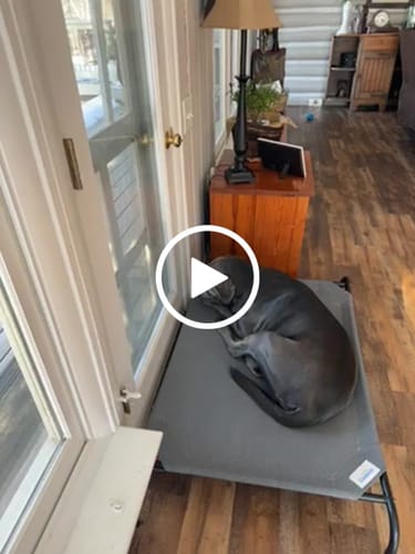 Customer video review of Smoked Beef Marrow Bone