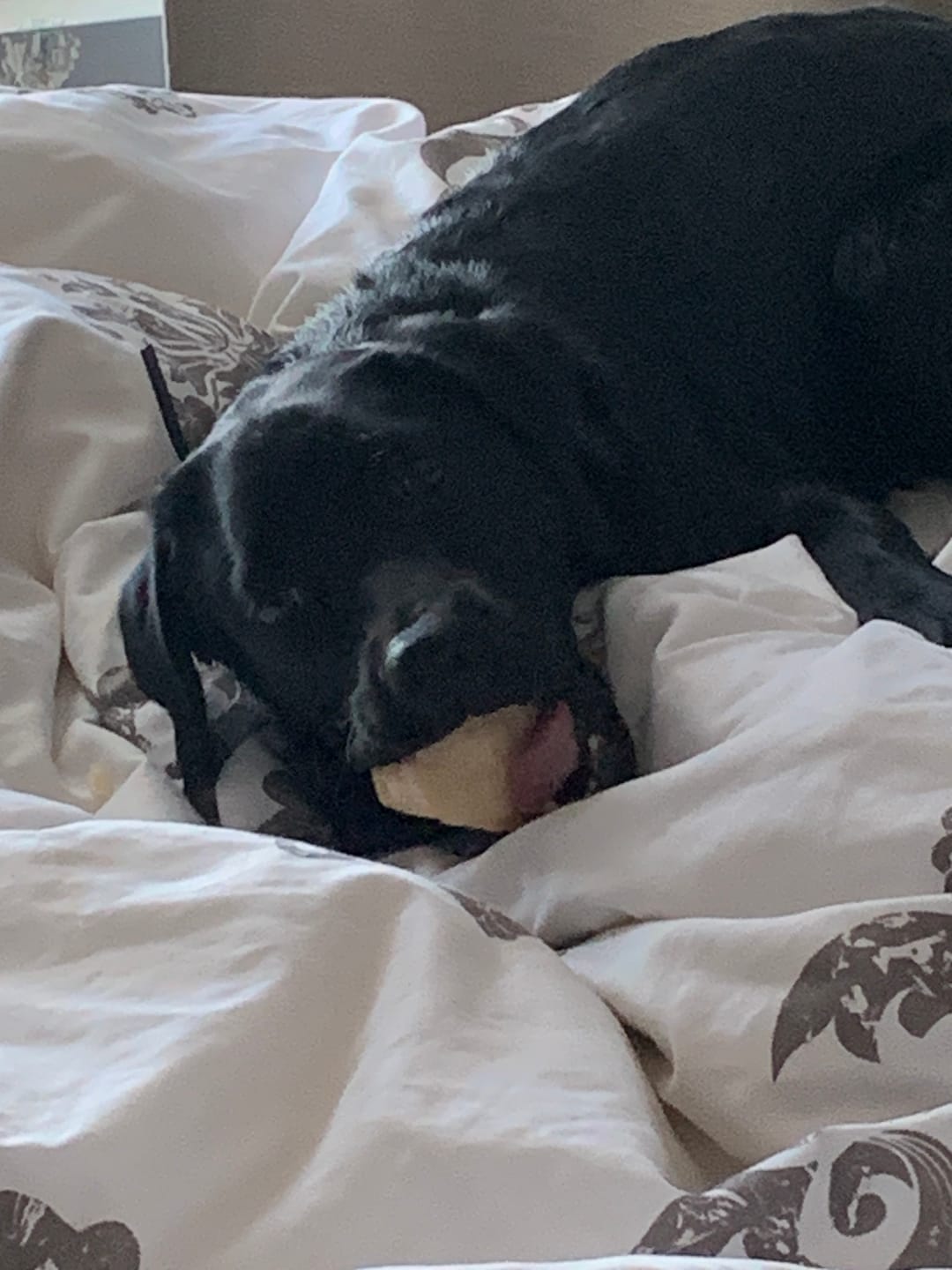 Customer photo review of Himalayan Yak Chew (MEGA)