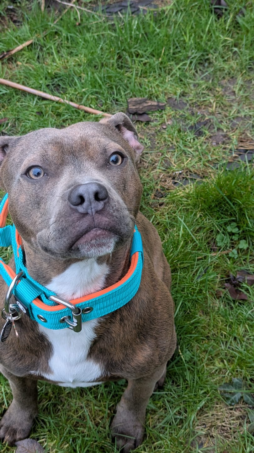 Customer photo review of 4cm Nylon Dog Collar | With Handle - Turquoise & Orange