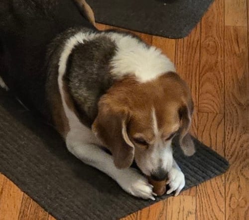 Customer's beagle lies on a mat, holding and chewing a small Smoked Beef Marrow Bone.