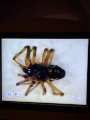 Nahaufnahme vom Bildschirm des Edubini Abenteuer-Mikroskops, der eine vergrößerte schwarze Spinne zeigt.