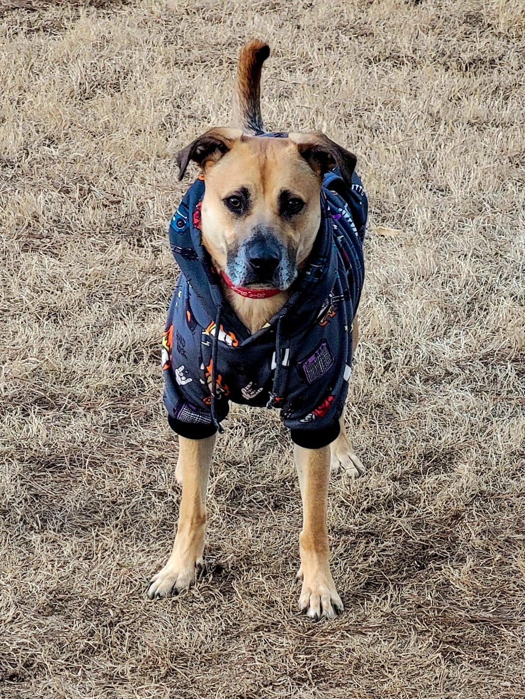 Customer photo review of Rock and Roll Dog Hoodie