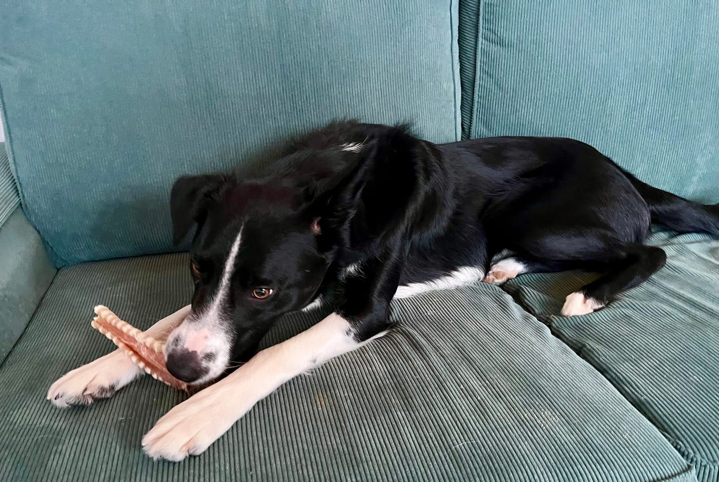 Customer photo review of 6 Inch Beef Trachea