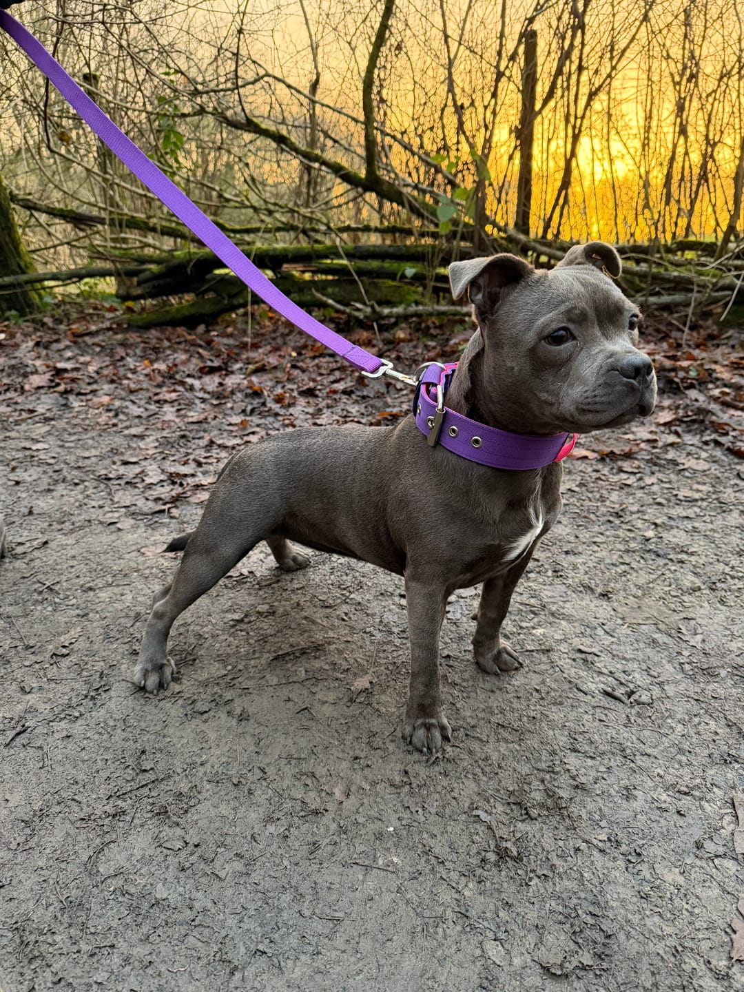 Customer photo review of Staffordshire Bull Terrier 1935® Nylon Leash - Purple & Neon Pink - Normal