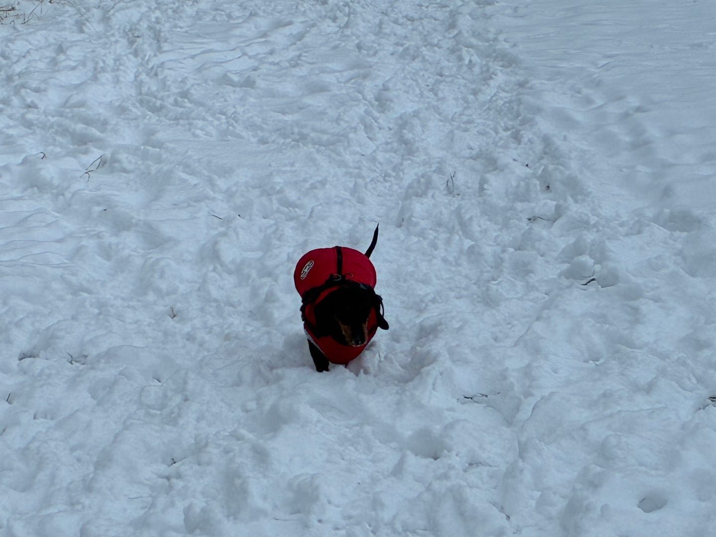 Customer photo review of Emmalove - Wasserdichter Hundemantel Extreme