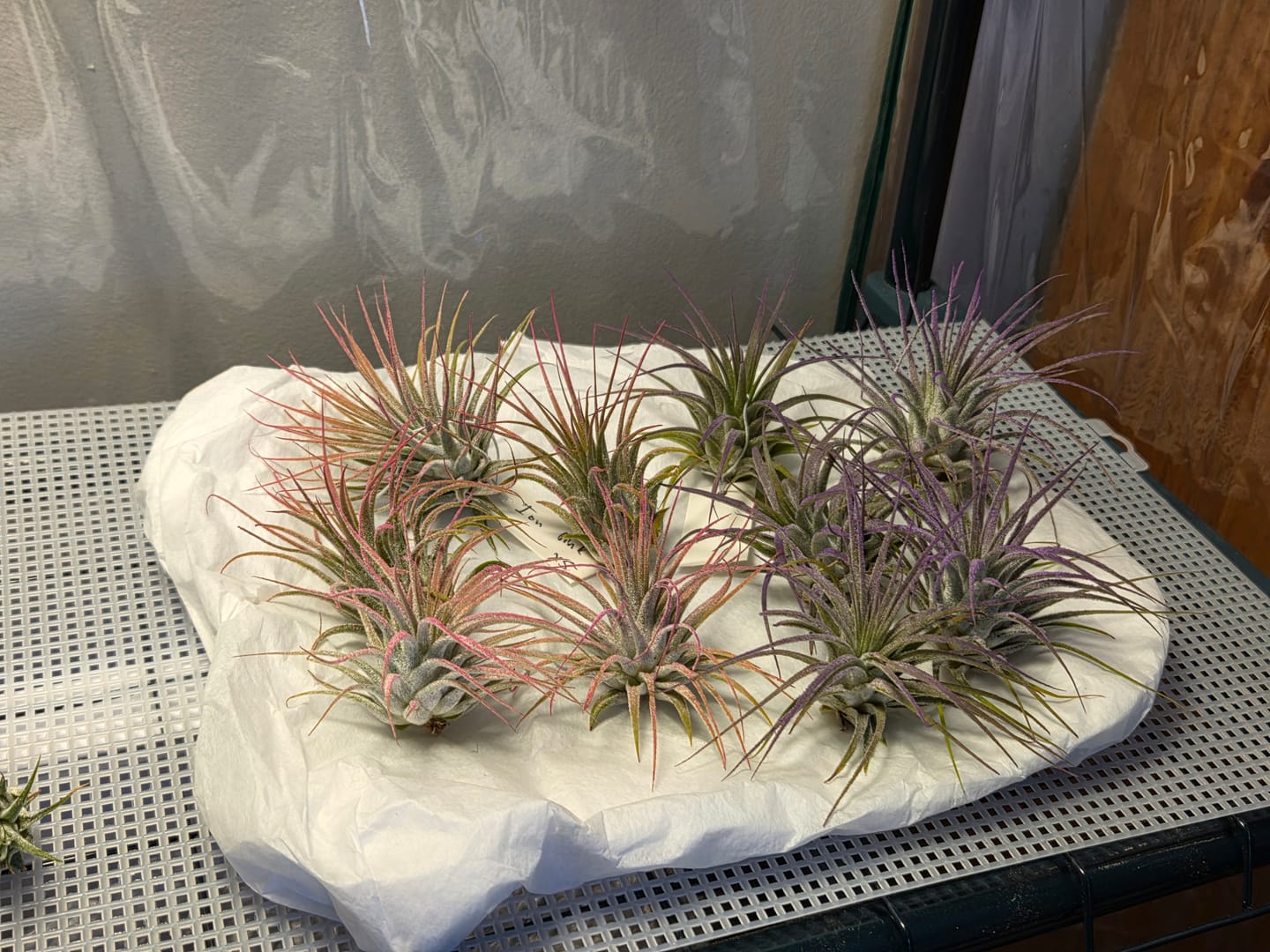 Customer photo review of Wholesale Ionantha Lavender (Minimum Order 5)