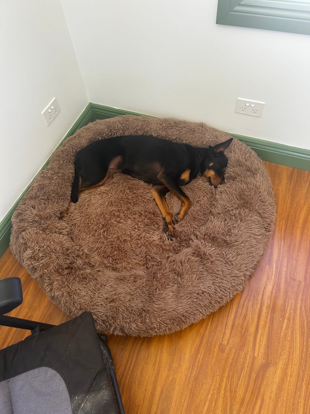 Customer photo review of Calming Pet Bed Machine Washable
