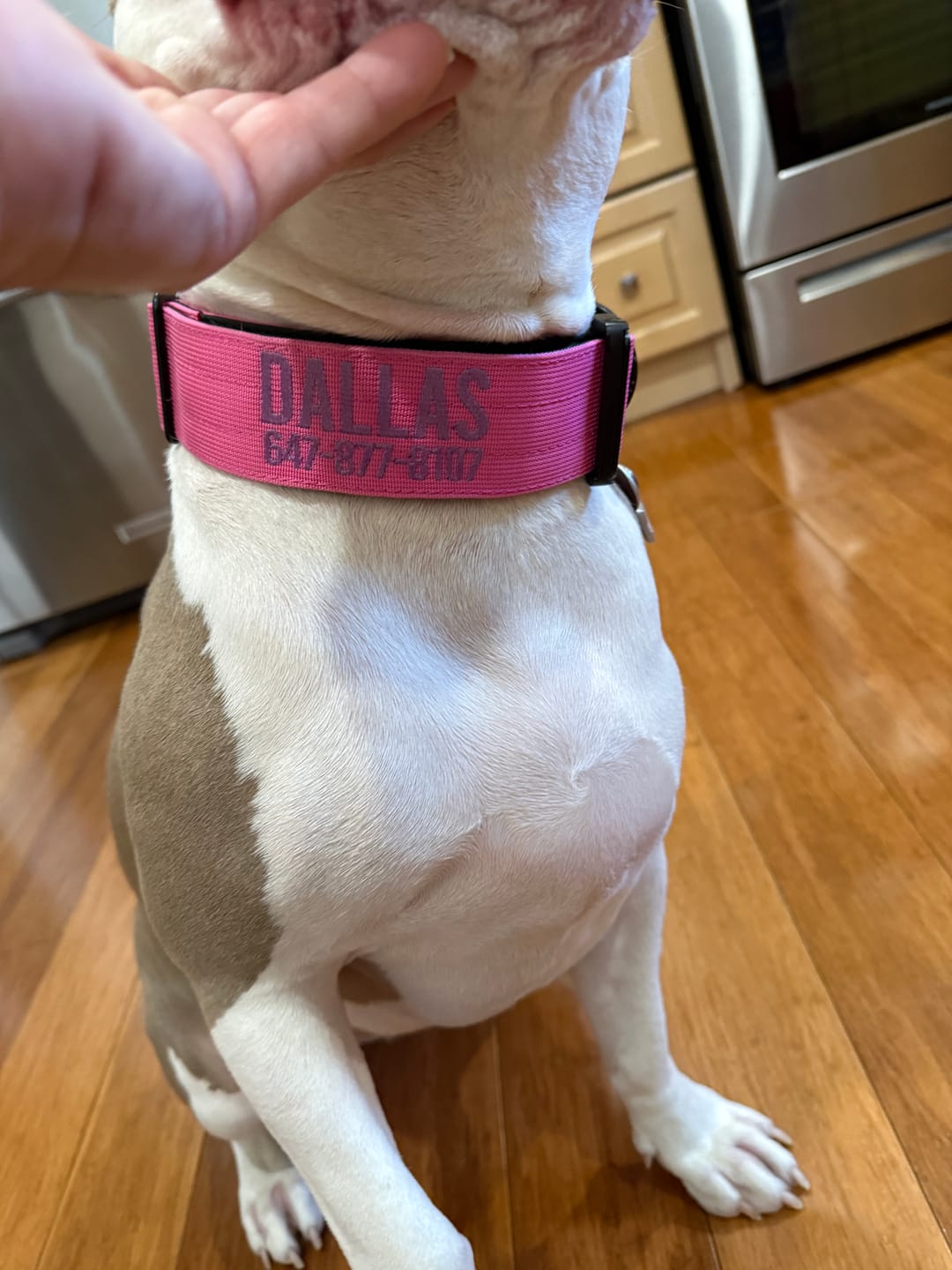 Customer photo review of Matching Pink 6' Bully Proof Leash