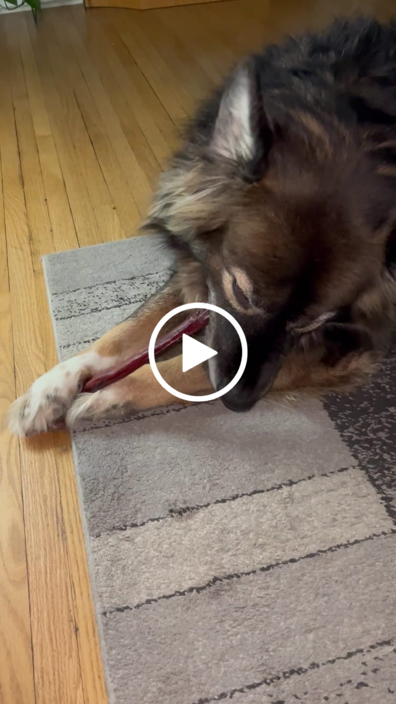 Customer video review of 12 Inch Jumbo Braided Bully Stick