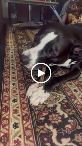 Customer video review of 6 Inch Standard Bully Stick