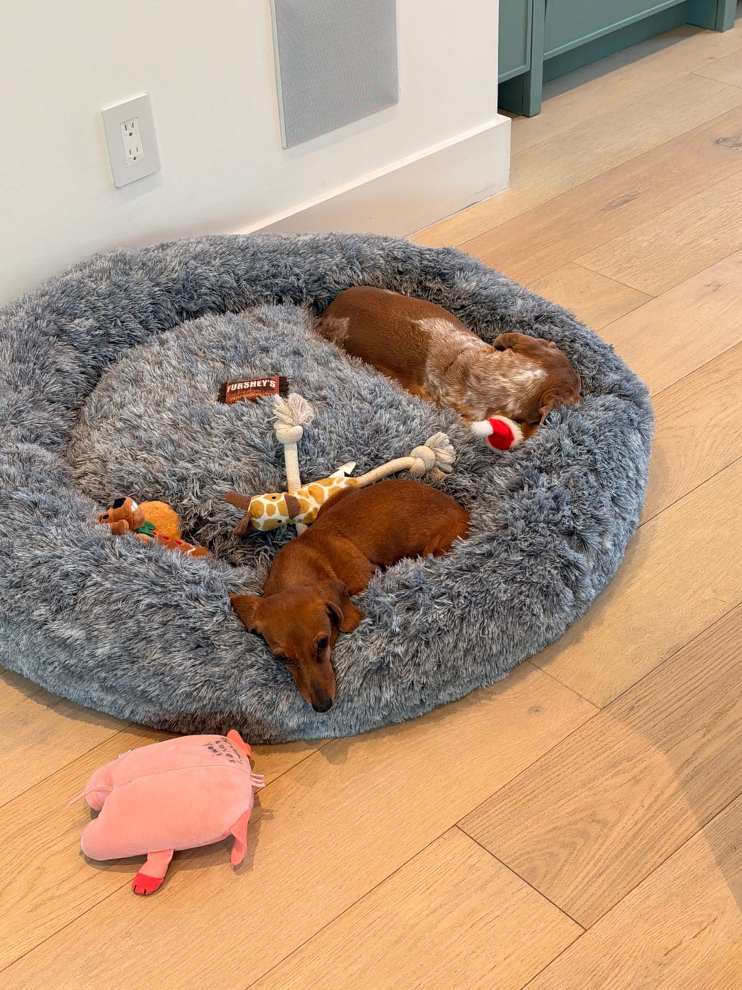 Customer photo review of Calming Dog Bed