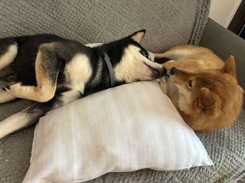 Customer photo review of Grain Free Adult Duck & Rabbit