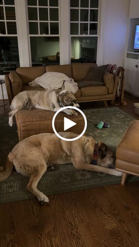 Customer video review of Smoked Beef Marrow Bone